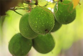 Monk Fruit Extract - Monk Fruit Extract -  Monk Fruit (Luo Han Guo) Extract, Monk Fruit Concentrate, Natural Ferulic Acid, Asiaticoside manufacturer -- Guangxi Daiyuan Plant Products